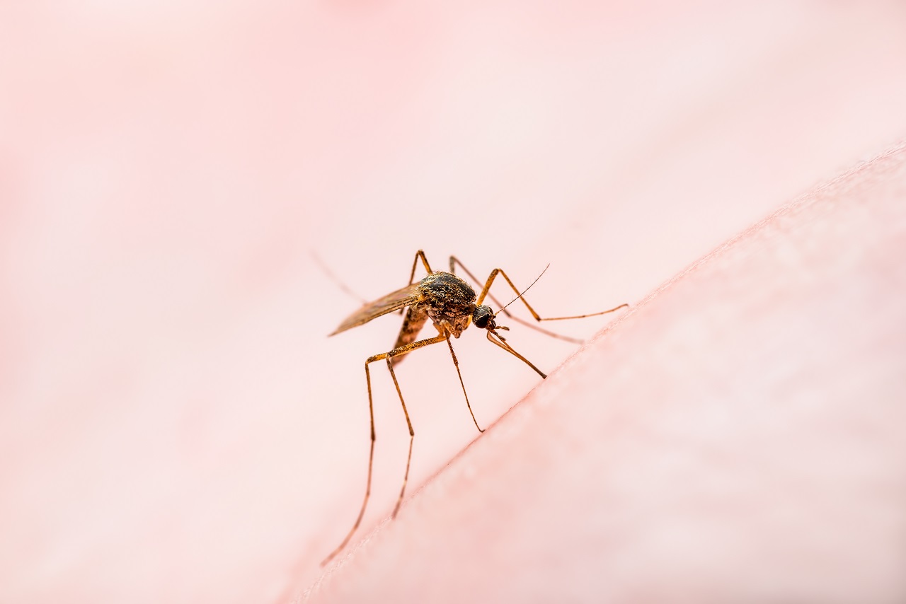 : A malária a világ trópusi országaiban nagyrészt jelen van, főleg a sűrűn lakott, mocsaras területeken. A fertőzött szúnyogok csípése juttatja a plazmódiumokat a vérbe.