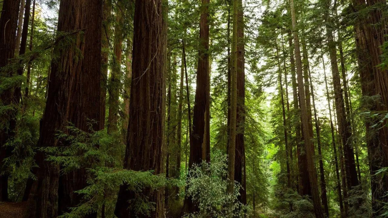 A fák igazi szén-dioxid tározók